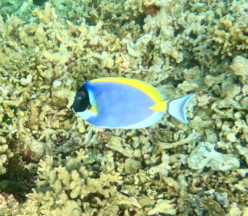Acanthurus leucosternon