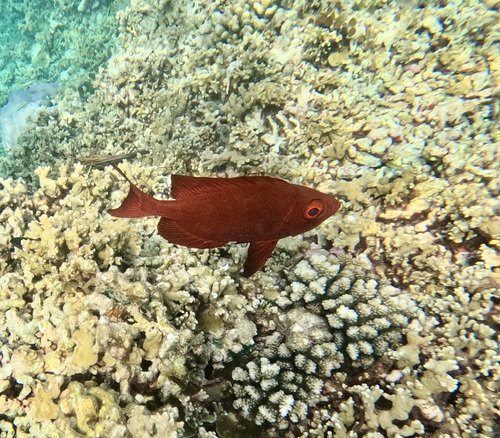 Priacanthus hamrur