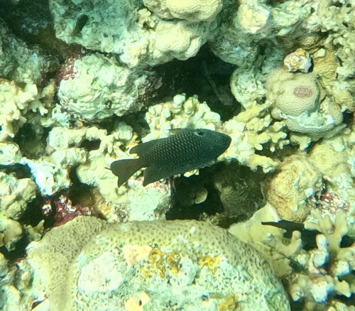 Pomacentrus indicus