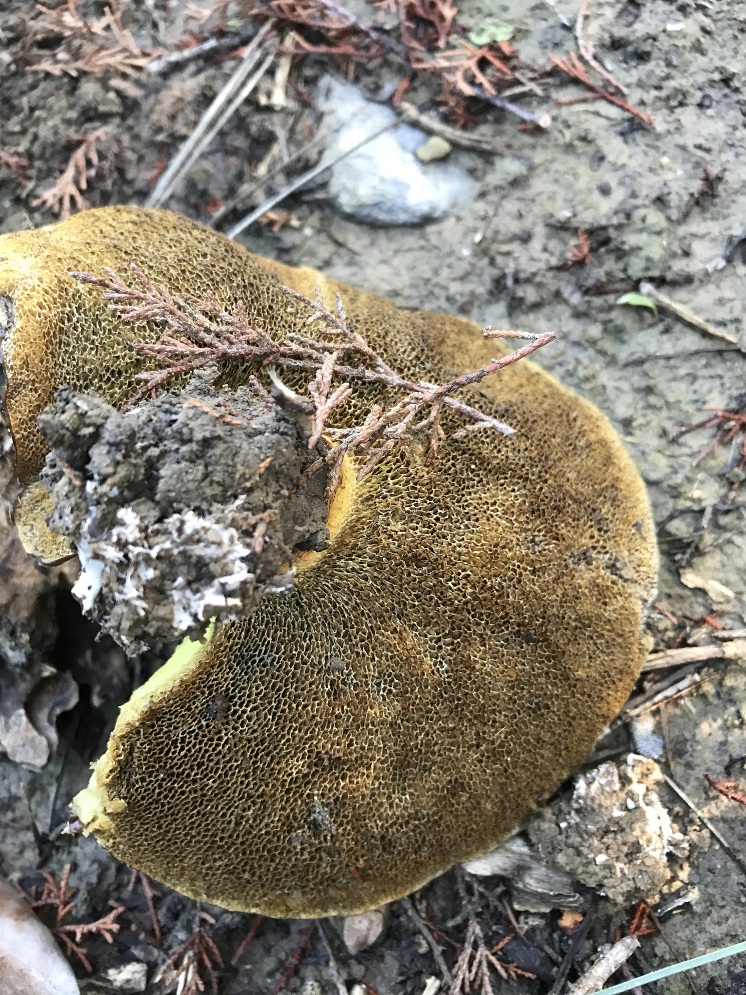 Suillus pungens image