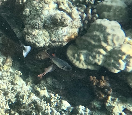 Myripristis violacea