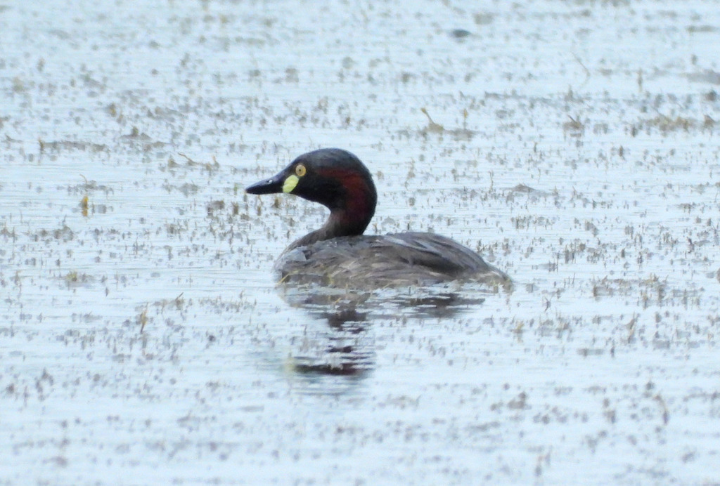 Australasian Grebe (Tachybaptus novaehollandiae)