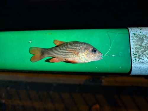 Lepidamia kalosoma observed 2025-11-02