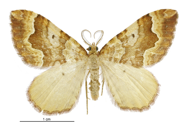 Asaphodes prymnaea