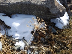 Archangelica brevicaulis