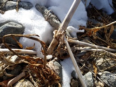 Archangelica brevicaulis