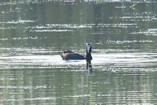 iNaturalist: (c) MSTour, some rights reserved (CC BY-NC), uploaded by MSTour iNaturalist image