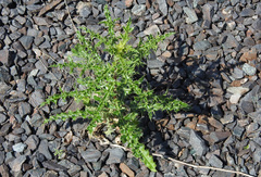 Cirsium arvense arvense