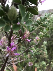 Indigofera superba