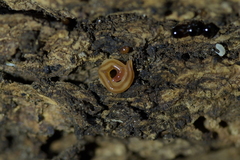 Australopacifica alfordensis