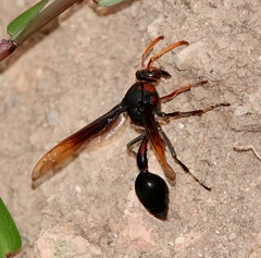 Delta pyriforme circinale