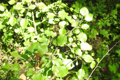 Pyrus communis pyraster