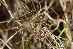 Uresiphita maorialis