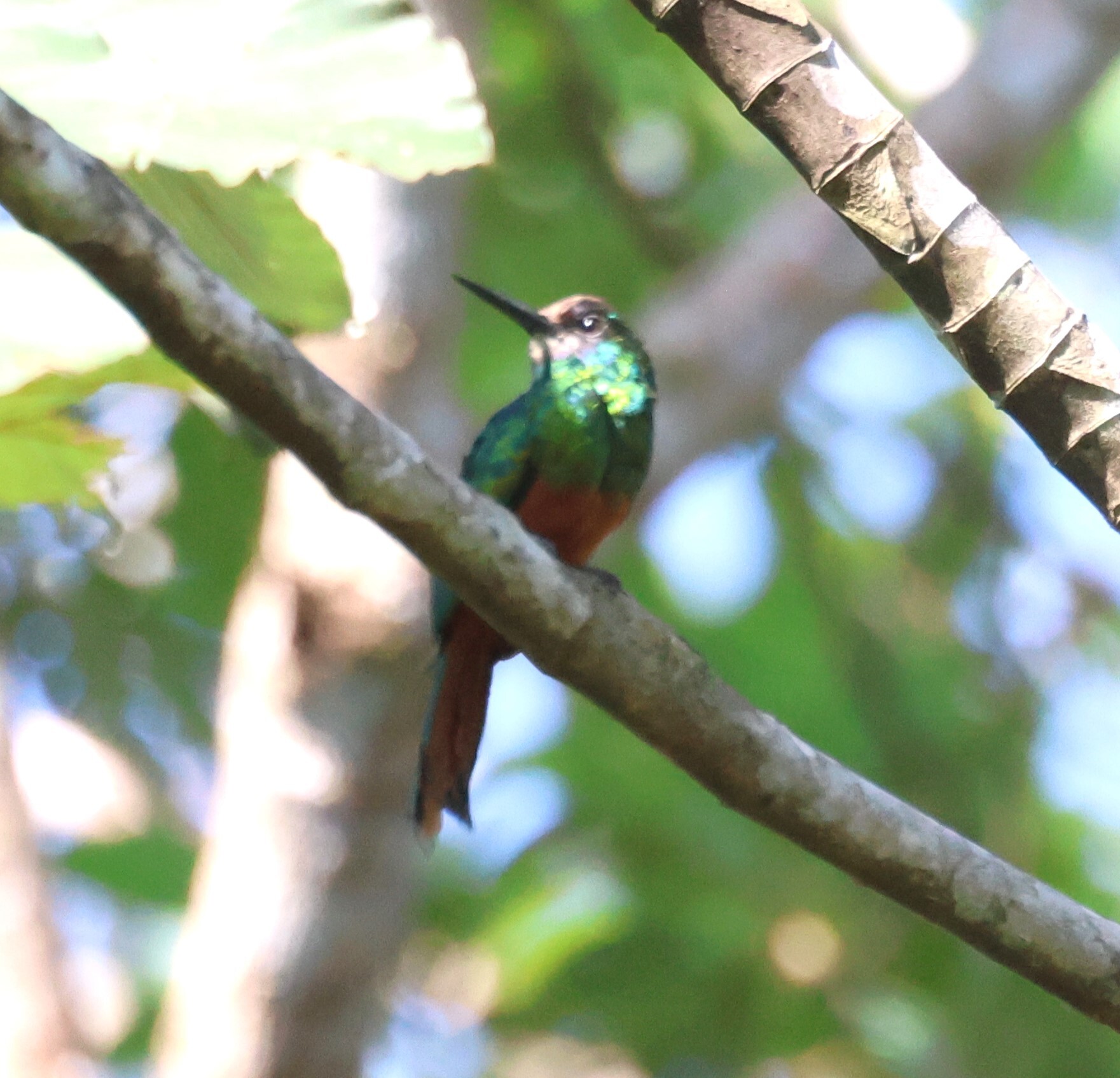 White-chinned Jacamar (Galbula tombacea), photo 1