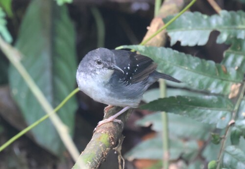 Silvered Antbird (Sclateria naevia)