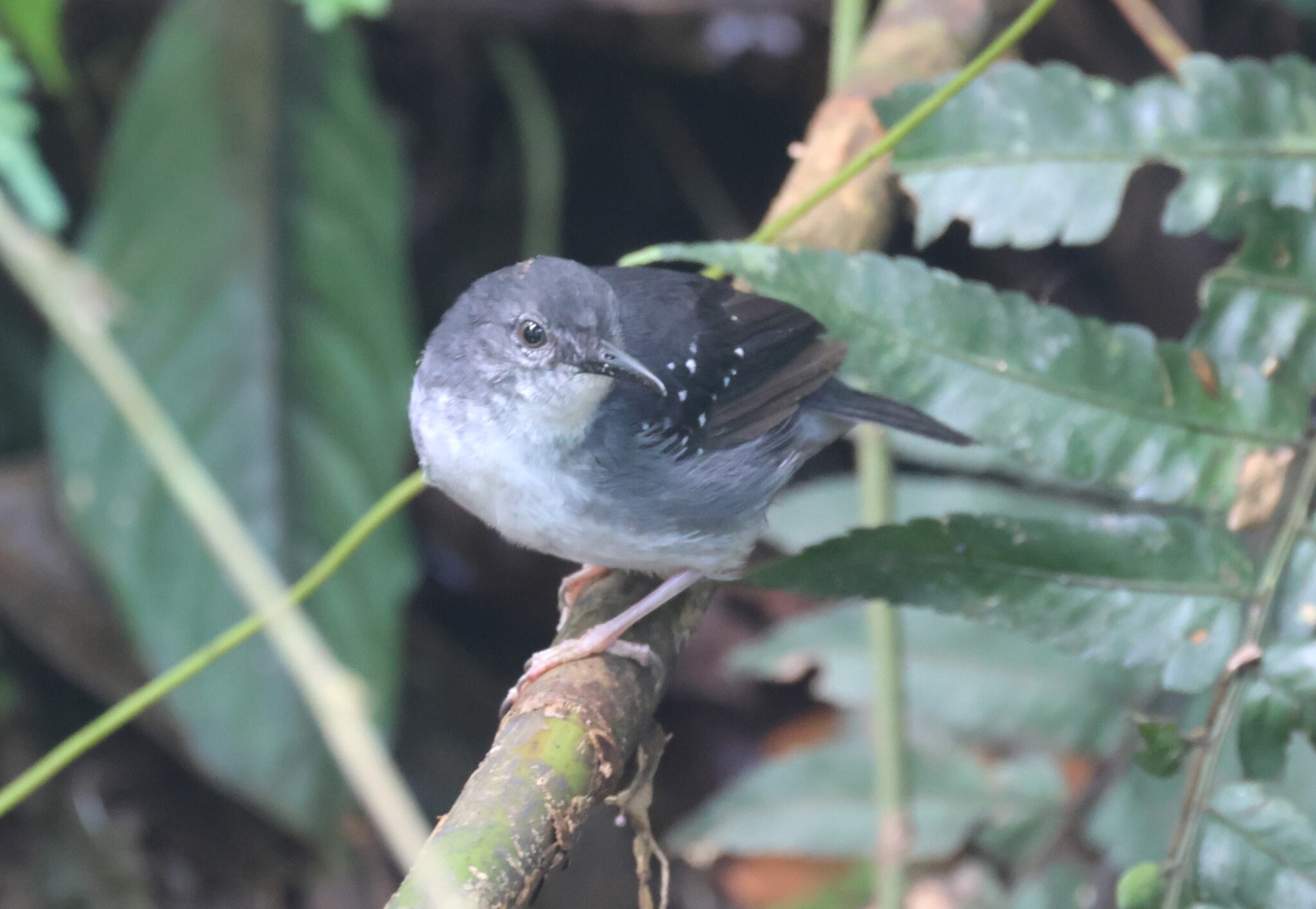 Silvered Antbird (Sclateria naevia), photo 1
