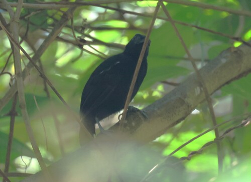 White-shouldered Antbird (Akletos melanoceps), photo 4