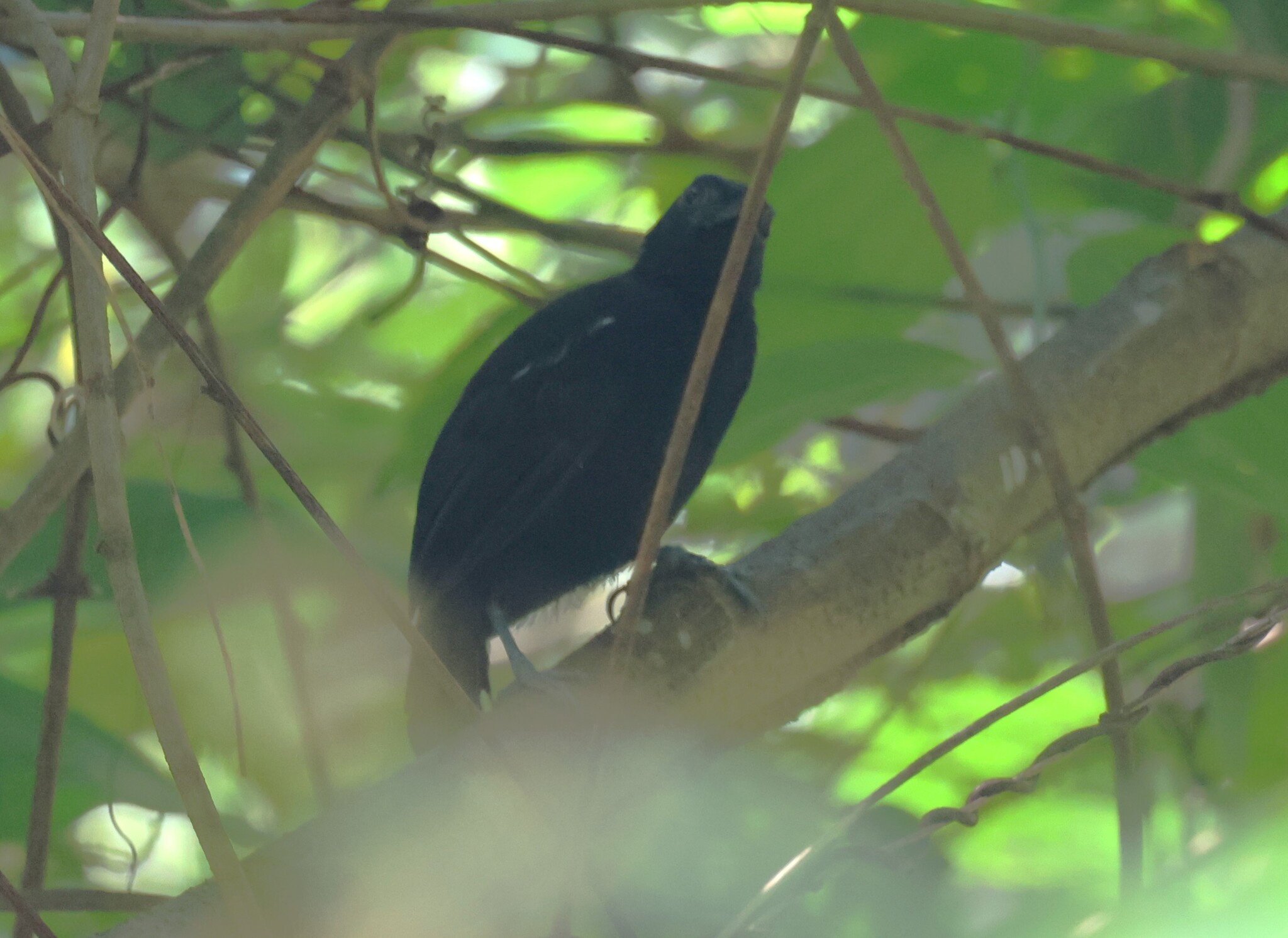 White-shouldered Antbird (Akletos melanoceps), photo 2