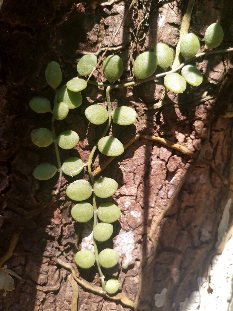 Vảy rồng – Dischidia nummularia