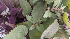 Urtica chamaedryoides