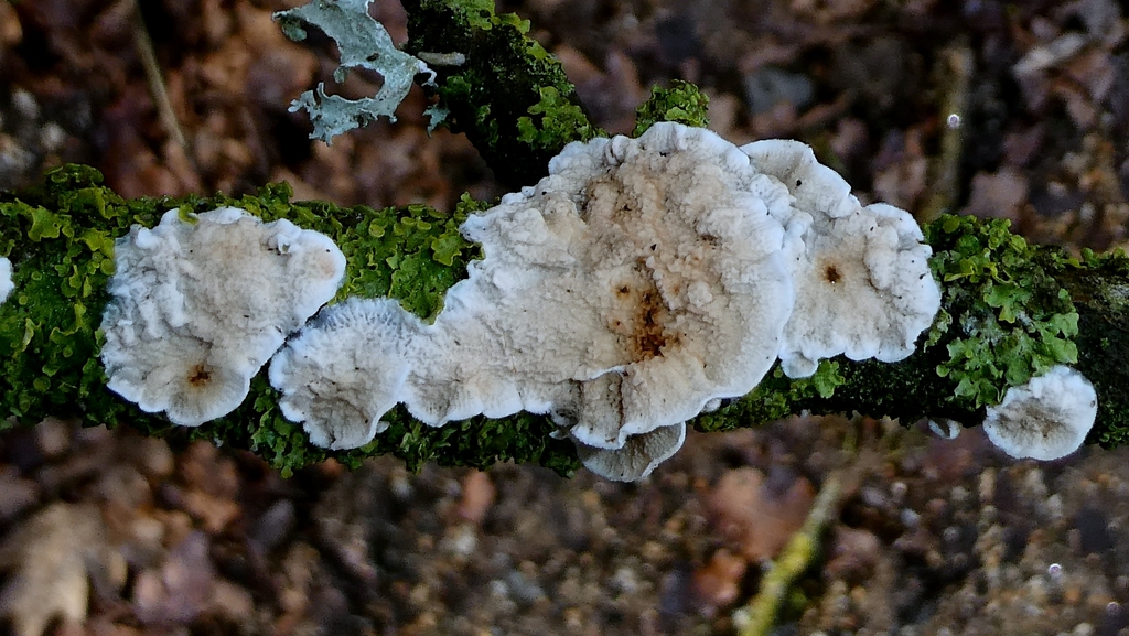 Byssomerulius corium · January 2026 · photo: © patricklm35 (iNaturalist, cc0)
