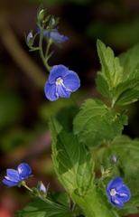 Veronica chamaedrys