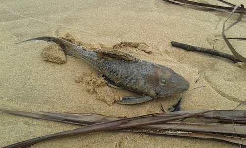 Armored catfish (Hypostomus watwata) — Loricariidae — 4