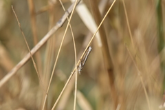 Orocrambus vittellus