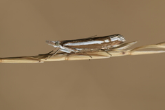 Orocrambus vittellus