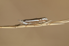 Orocrambus vittellus
