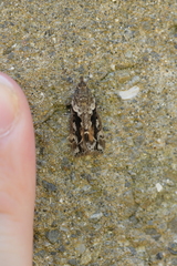 Eudonia submarginalis