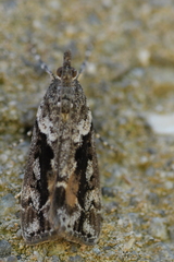 Eudonia submarginalis