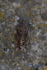 Eudonia submarginalis