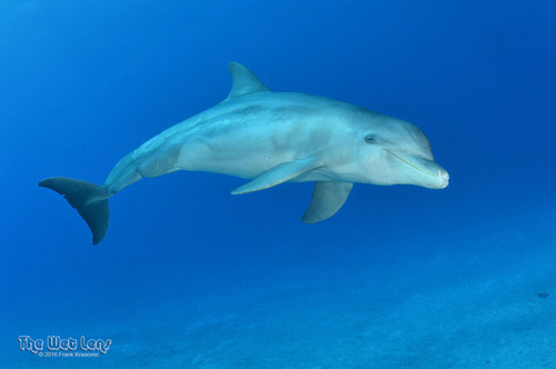Common Bottlenose Dolphin