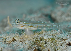 Venezuelan Goby photo 3