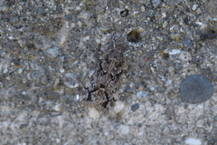 Eudonia submarginalis