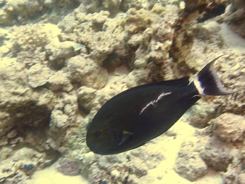 Black surgeonfish (Acanthurus gahhm) — Acanthuridae — 3
