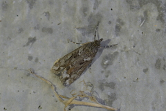 Eudonia submarginalis