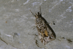 Eudonia submarginalis