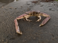 Latulambrus occidentalis