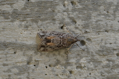 Eudonia submarginalis