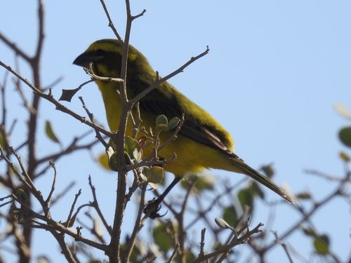 Yellow Canary (Crithagra flaviventris), photo 3