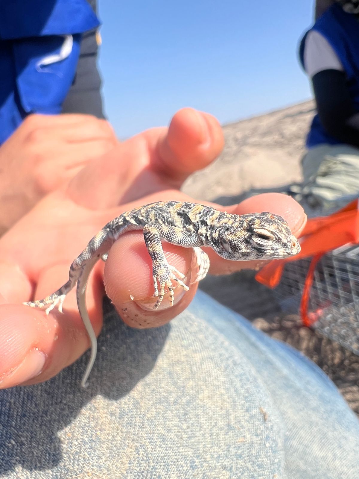 Peruvian Eyelash Iguana photo 2