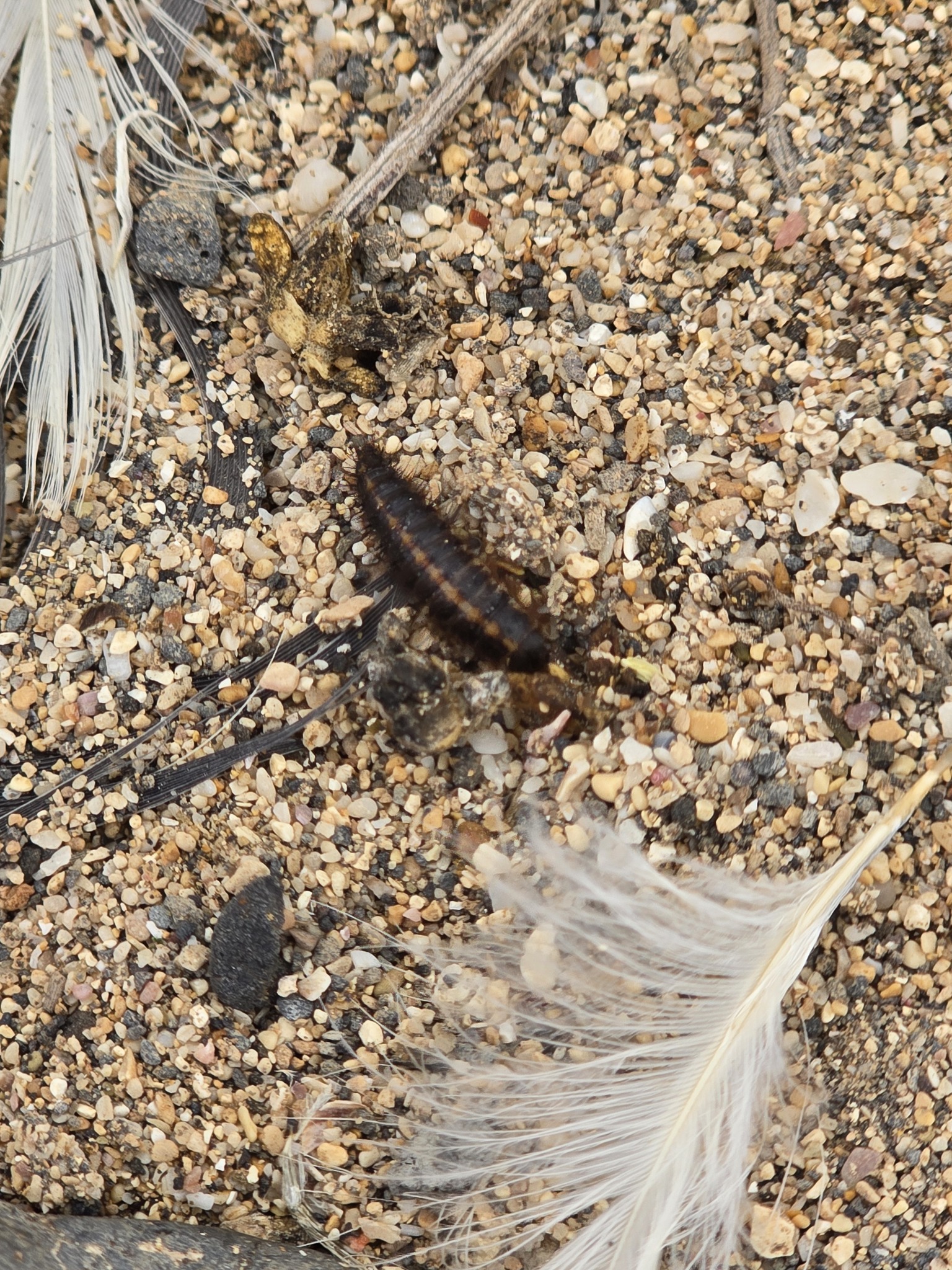 Dermestes frischi