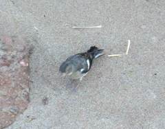 Fringilla coelebs schiebeli