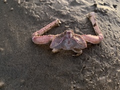Latulambrus occidentalis