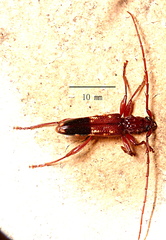 Coptocercus aberrans