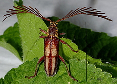 Piesarthrius marginellus