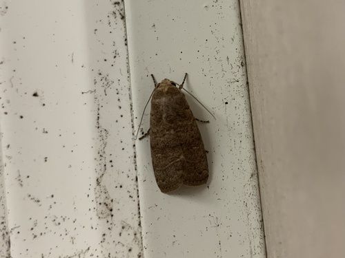 Cutworm photo 3