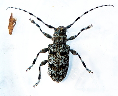 Aegomorphus clavipes